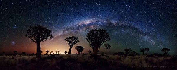 Milky Way Over Quiver Tree Forest 