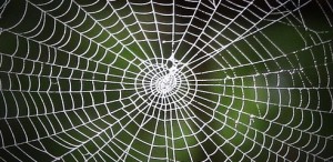 Spider Web