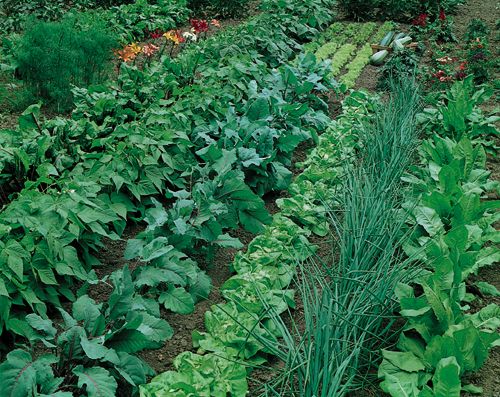 ‘Plant Your Garden’